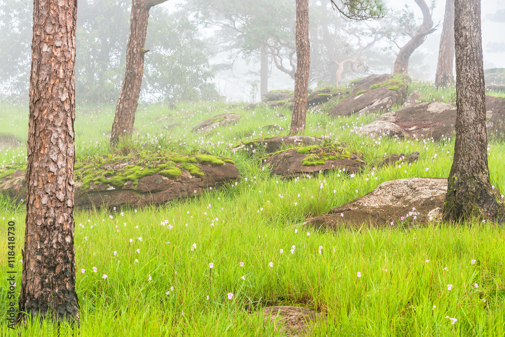 Fototapeta premium Pink flower field with green meadaw and moss rock in pine forest