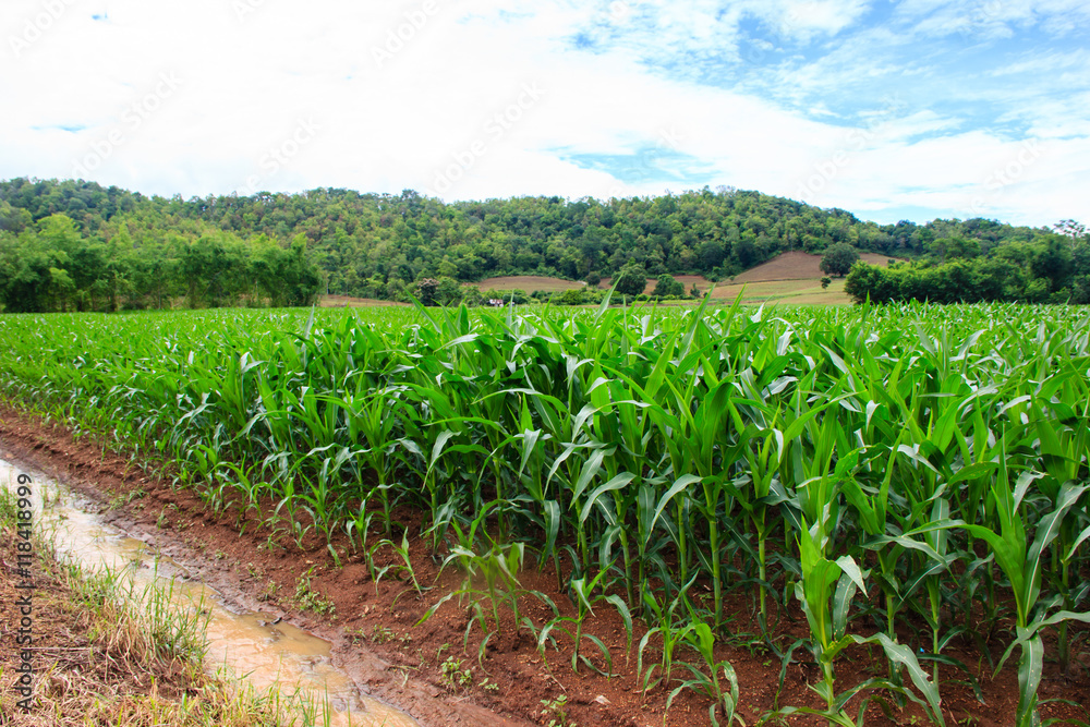 Obraz premium Green corn field