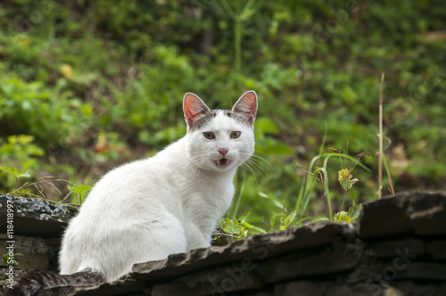 White cat sitting on old house roof on nature background © varbenov
