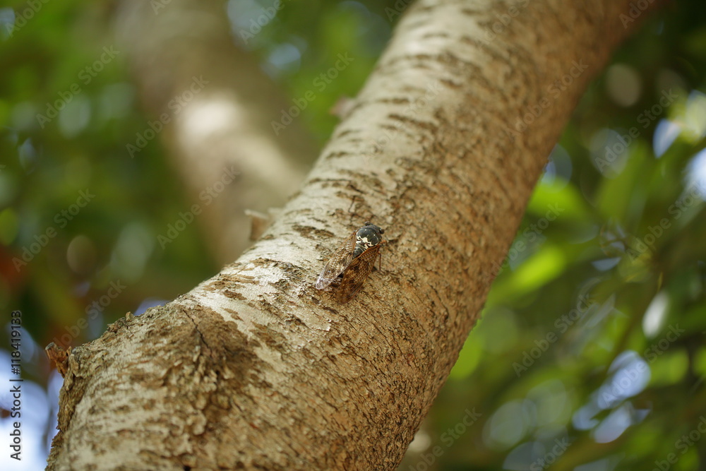 Cicada Cicada