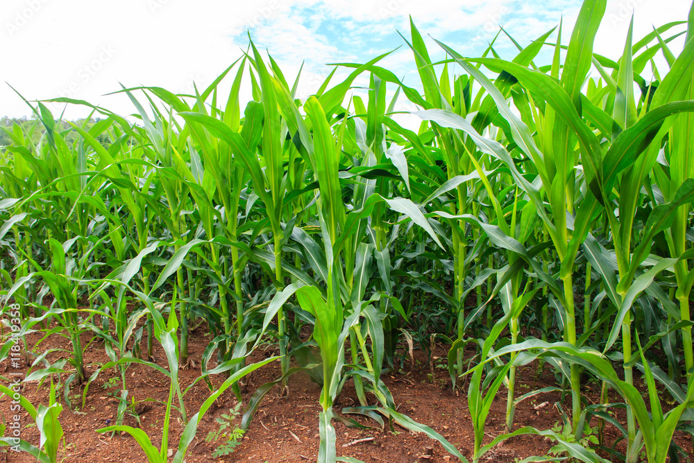 Green corn field Green corn field