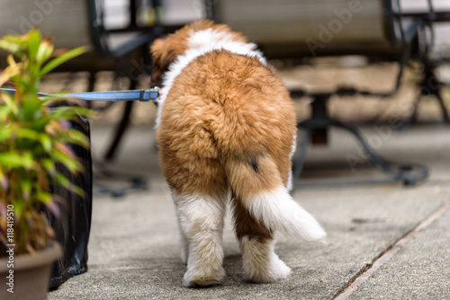 Fototapeta Naklejka Na Ścianę i Meble -  Saint Bernard puppy on a leash on a patio
