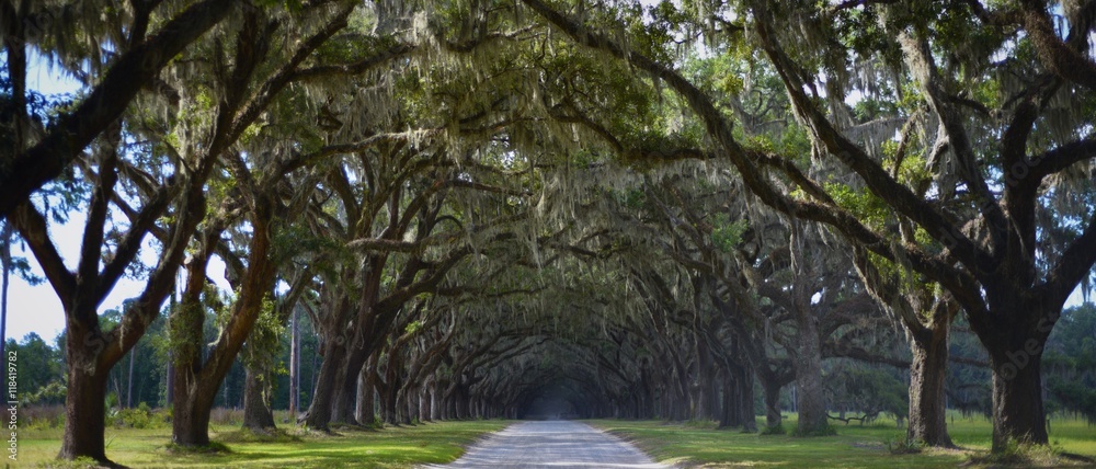 Oak tree tunnel and country road at Wormsloe Plantation, Savannah, Georgia