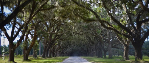 Oak tree tunnel and country road at Wormsloe Plantation  Savannah  Georgia