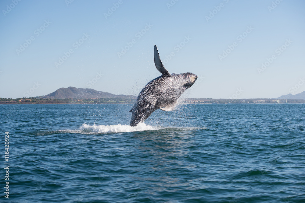 Fototapeta premium Whale breaching 2