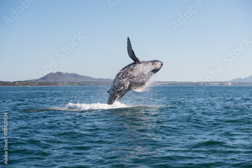 Whale breaching 2