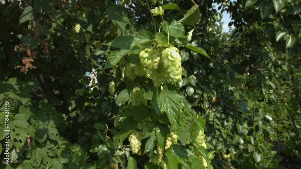 Growing hops and wasp. 4 Shots. Close-up. Growing hops and wasp. 4 Shots. Close-up.
