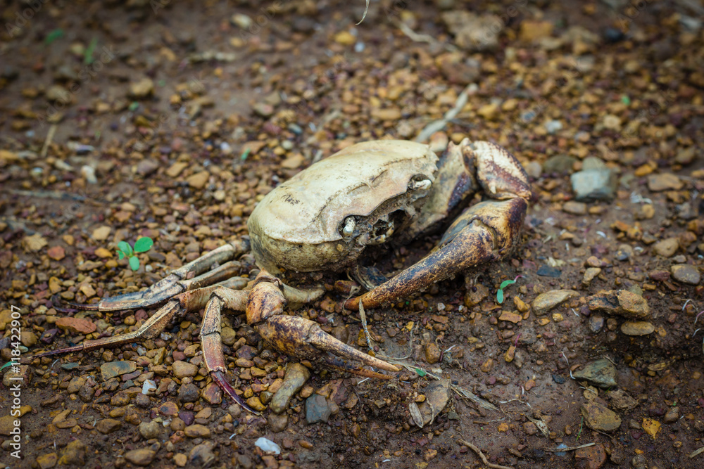 Remains of dead crab