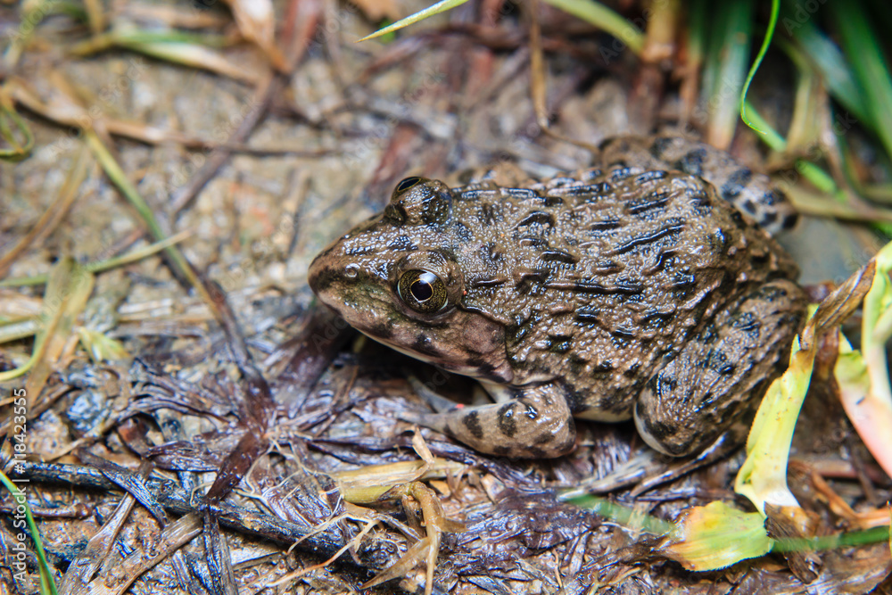 Fototapeta premium frog