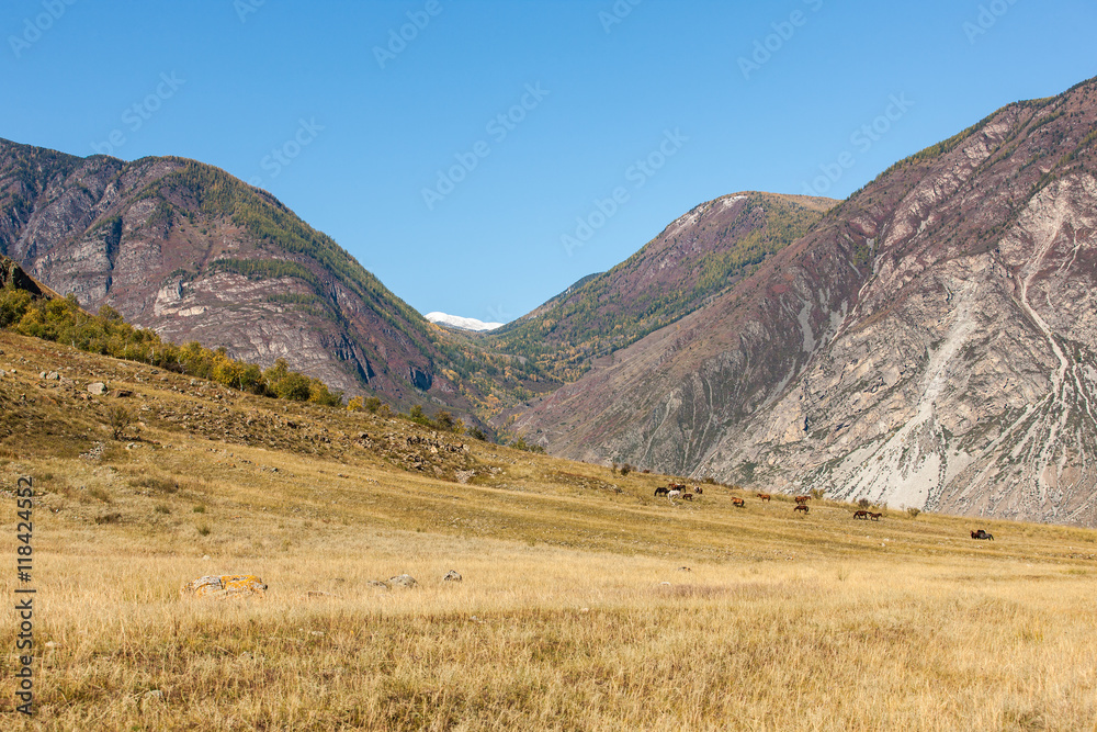 Naklejka premium Herd of horses in a mountains