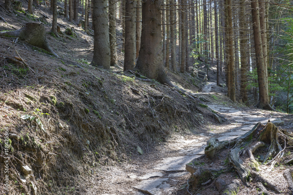 Forest road with stones in the woods. Forest road with stones in the woods.