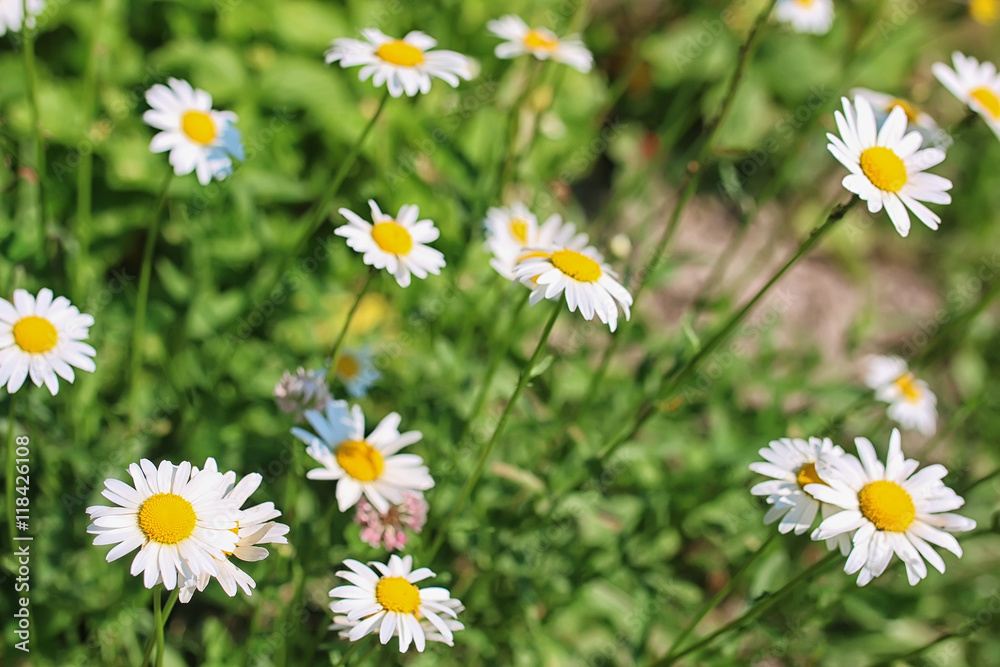 daisy bush flowering in summer