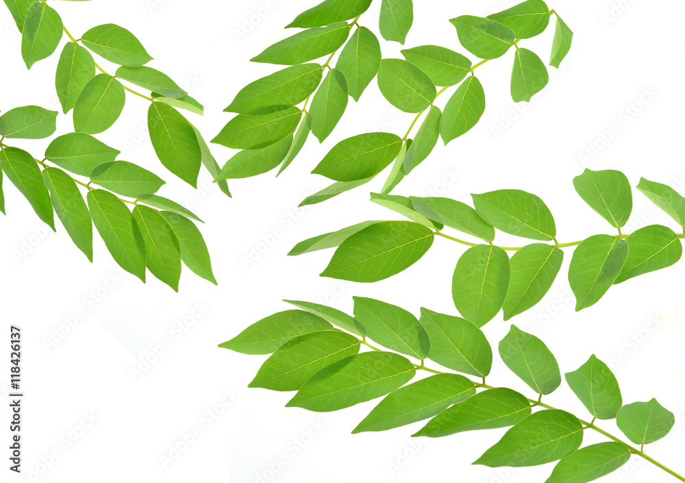 Leaves isolated on white Leaves isolated on white