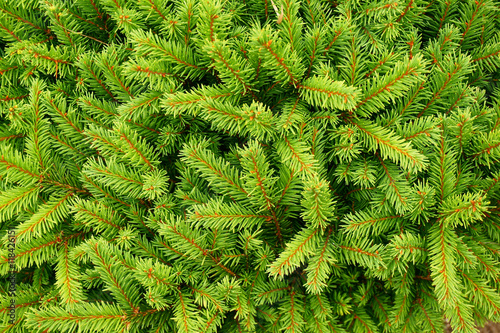 coniferous green texture