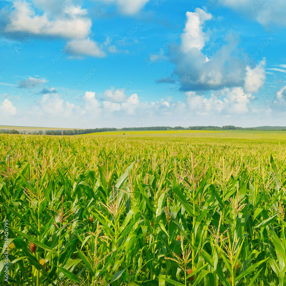 green corn field and blue sky green corn field and blue sky