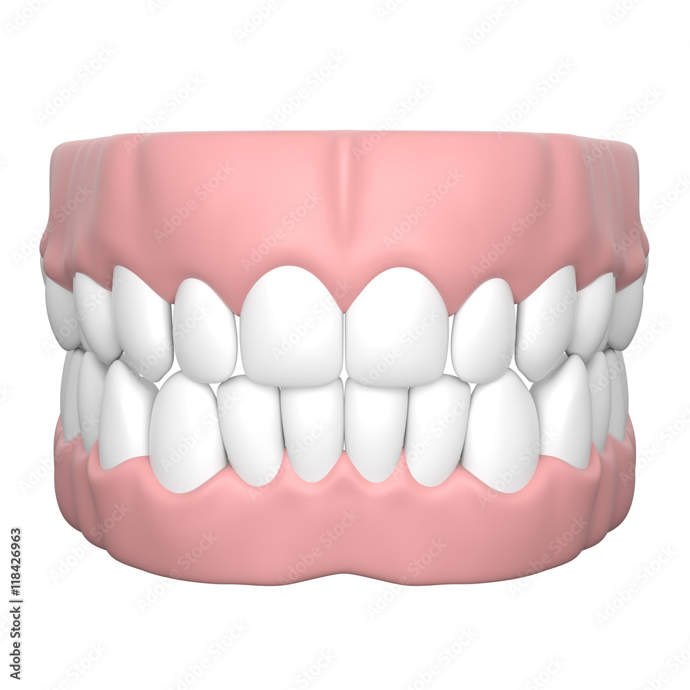 人間の歯と歯茎の3Dレンダリング画像 人間の歯と歯茎の3Dレンダリング画像