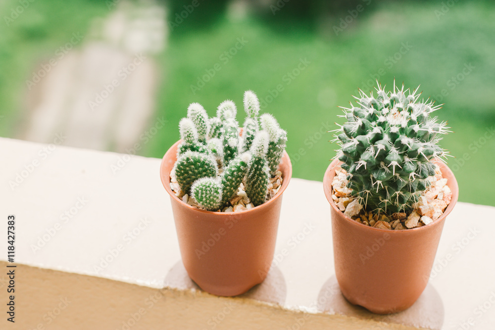 Cactus Cactus