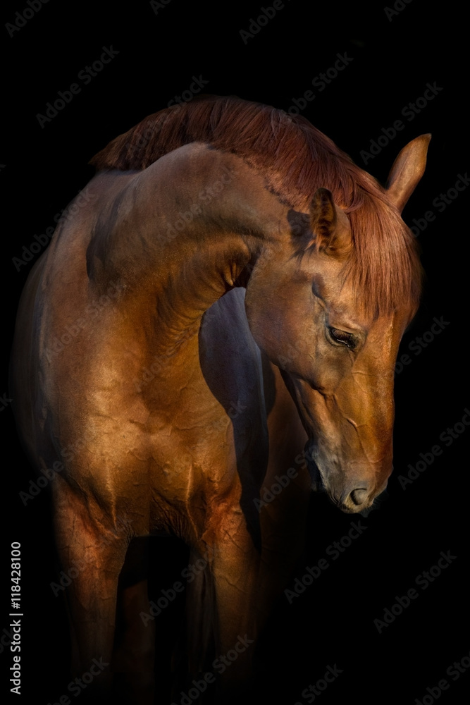 Fototapeta premium Piękny czerwony koń portret odizolowywający na czarnym tle