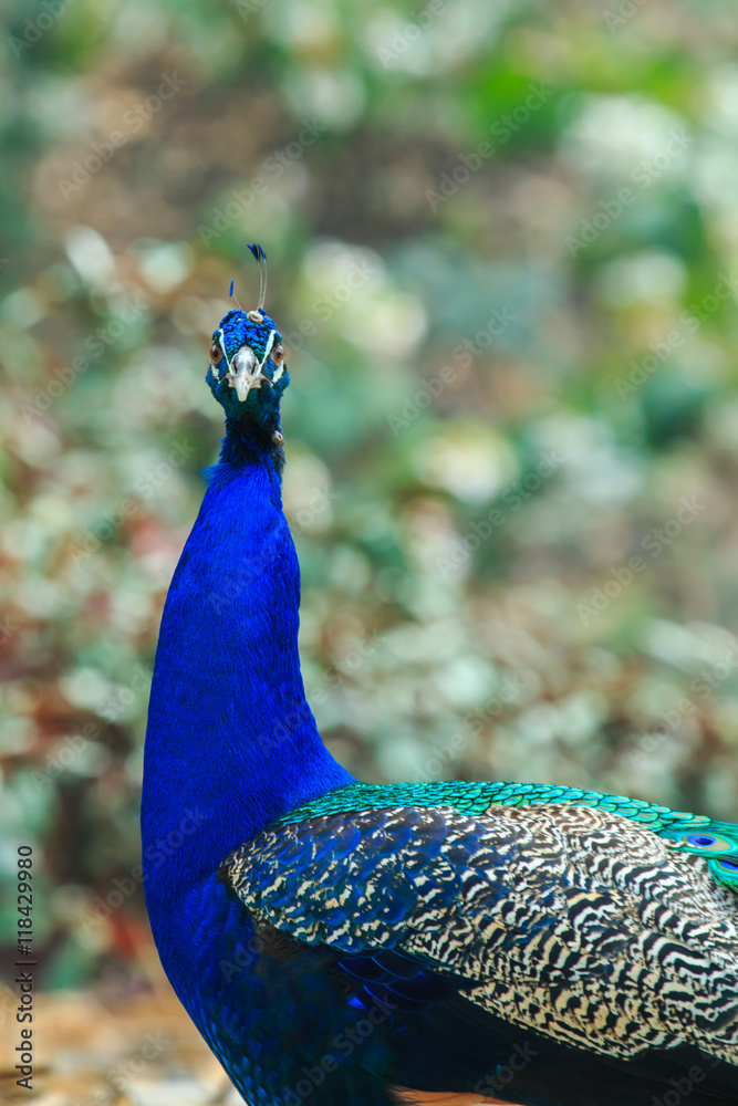 Peacock ,animal,Wild animals,bird- focus on face Stock Photo | Adobe Stock