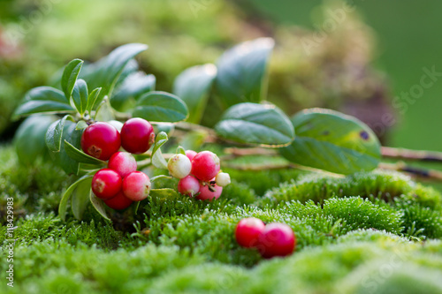 Close-up of cranberries in the forest photo