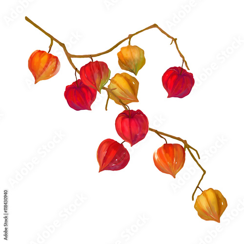Foto Physalis Watercolor Illustration