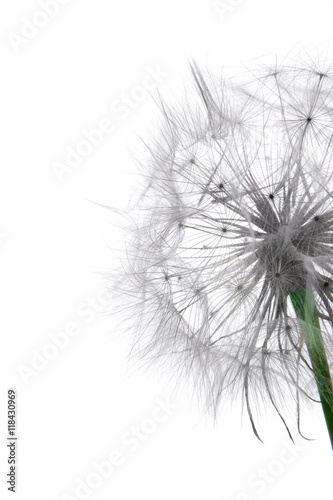 Dandelion isolated.White background.closeup