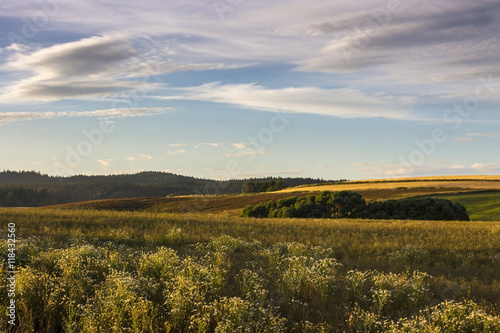 Camomile Plants on Foreground. Evening Summer Field with Sunset Sky.