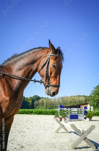 Turnierpferd auf einem Hindernisparkourplatz photo