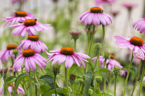 Echinacea Purpurea. Medicinal Pink Flowers with Orange Centre.