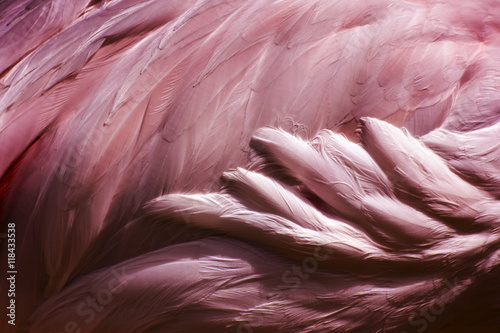 Flamingo Feathers - Bird Abstract Background