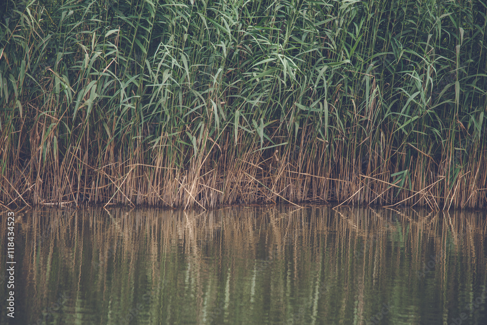 Reed with green leaves by a lake Reed with green leaves by a lake
