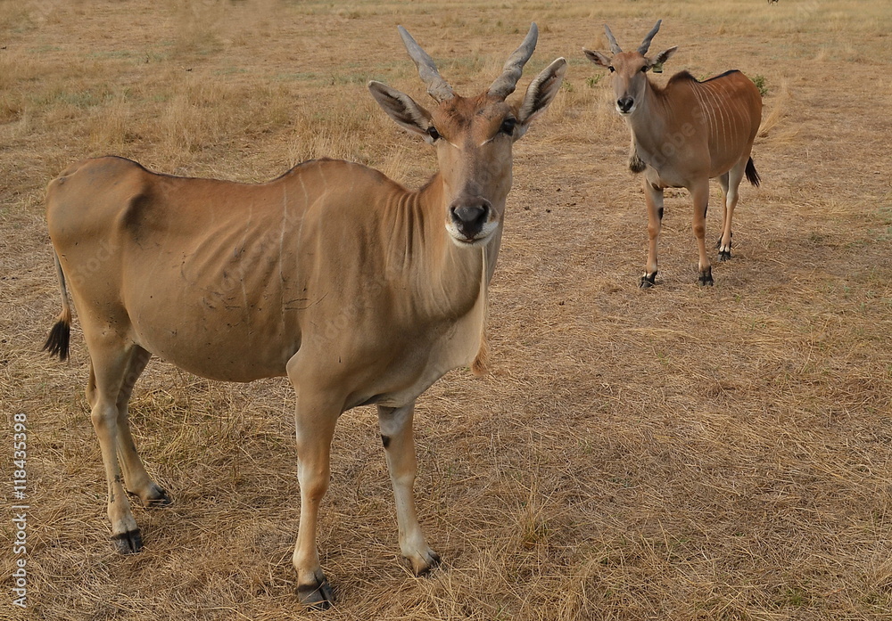 wild animals, rare animals in their natural environment, Eland, antelope, Askania-Nova, Safari, photosafari wild animals, rare animals in their natural environment, Eland, antelope, Askania-Nova, Safari, photosafari