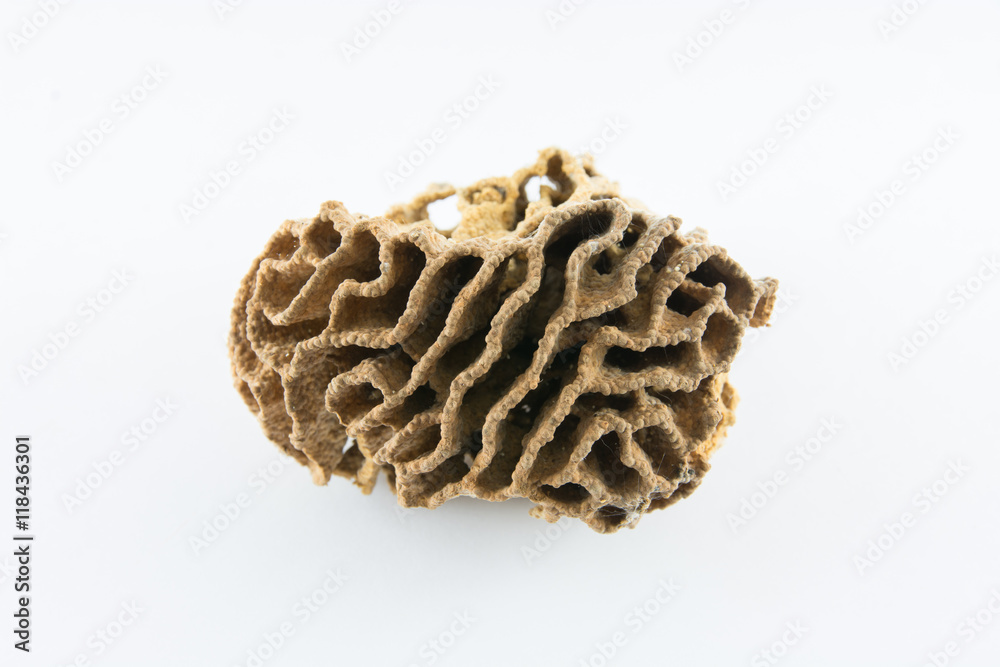 termite nests white background termite nests white background