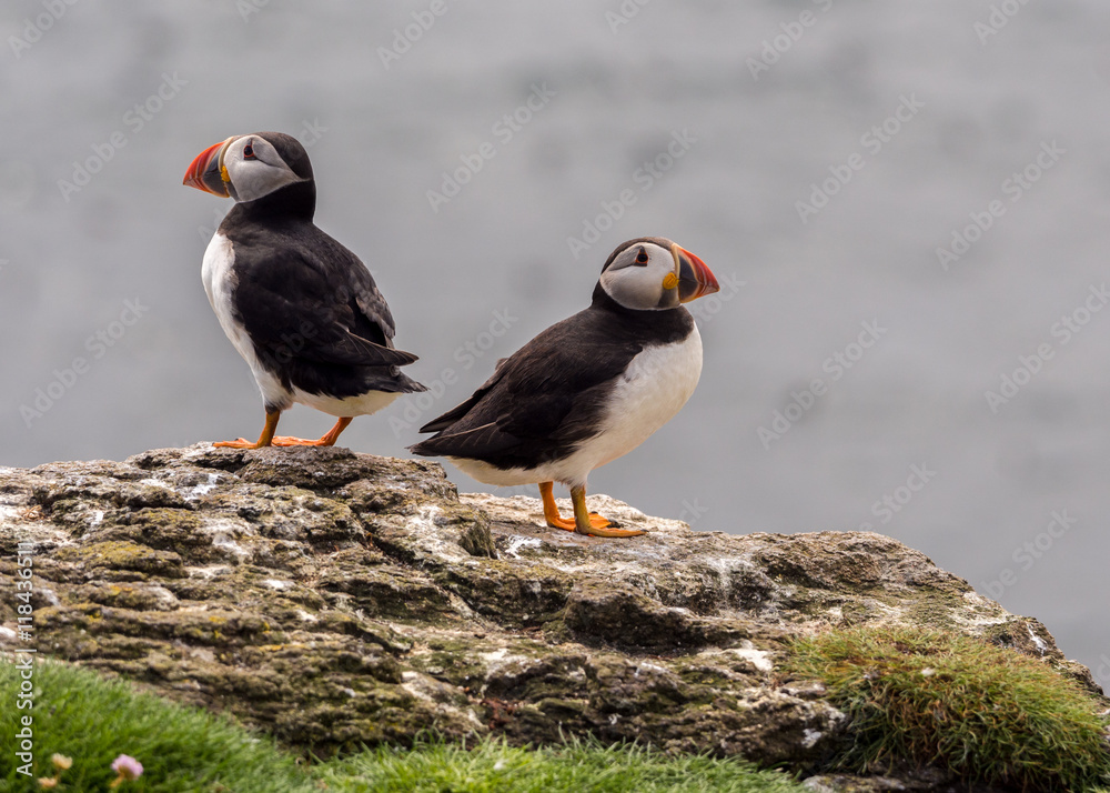 Atlantic puffin conflict on the isle of Lunga, Inner Hebrides, Scotland, UK Atlantic puffin conflict on the isle of Lunga, Inner Hebrides, Scotland, UK
