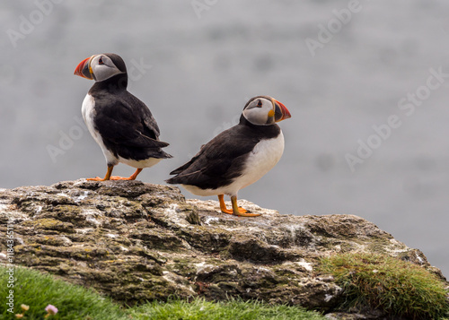 Atlantic puffin conflict on the isle of Lunga, Inner Hebrides, Scotland, UK © Sue Burton