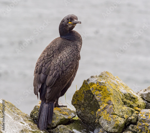 Cormorant guarding on nest at the isle of Lunga, Inner Hebrides, Scotland, UK © Sue Burton