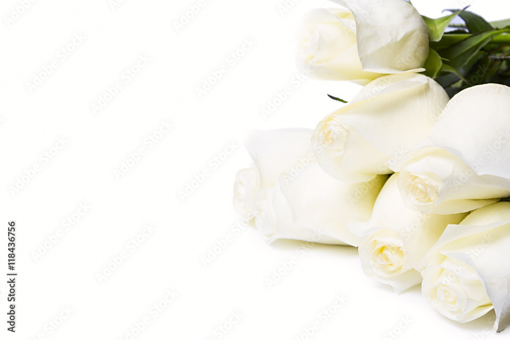 Fototapeta premium Roses Isolated On The White Background