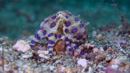 Blue-ringed Octopus walking over sand in the Lembeh Strait / Indonesia