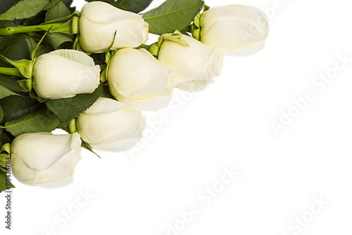 Roses Isolated On The White Background