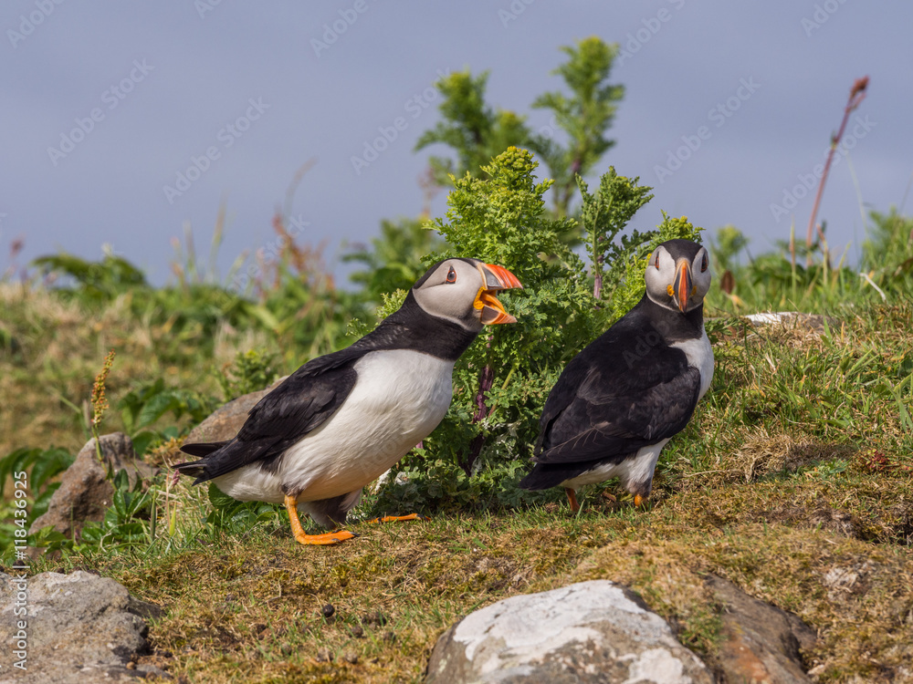 Atlantic puffins on the isle of Lunga, Inner Hebrides, Scotland, UK Atlantic puffins on the isle of Lunga, Inner Hebrides, Scotland, UK