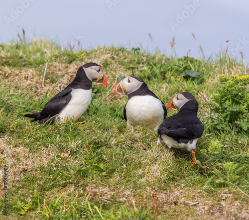 Atlantic puffins on the isle of Lunga, Inner Hebrides, Scotland, UK