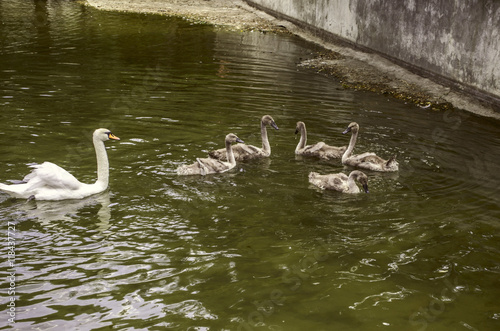 Seed of  white swan with offspring in the water in the city park