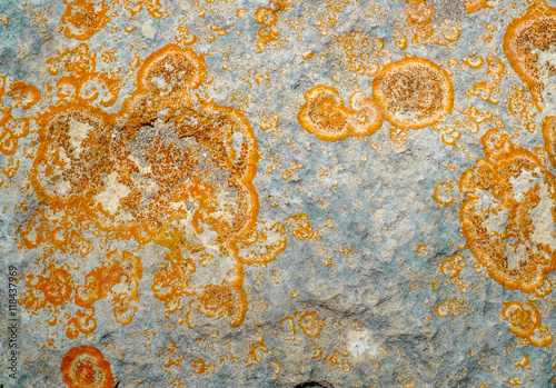 Wallpaper Mural Close-up of lichen on rock surface Torontodigital.ca
