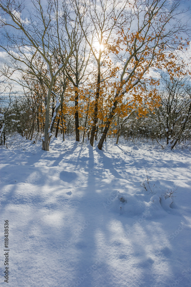 snowdrifts in the winter woods on a sunny day snowdrifts in the winter woods on a sunny day