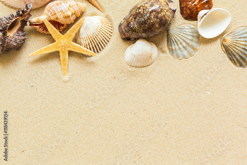  Seashells on the beach sand