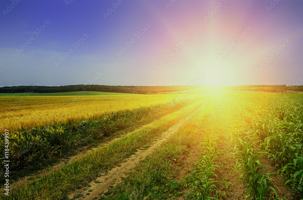 sunny ground road in the rural  field. summer landscape. 
