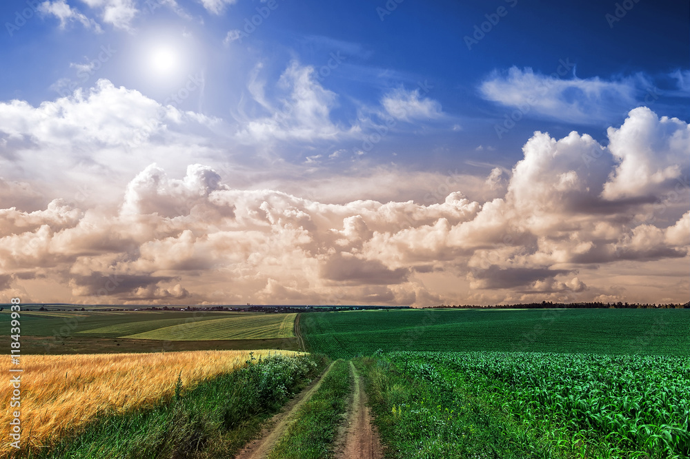 Obraz premium ground road in a rural field. Summer landscape. The idea of the rich harvest