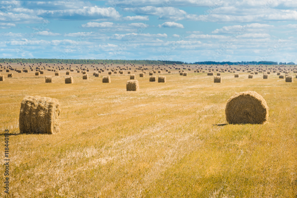 Beautiful landscape with straw bales in end of summer. Field with lots of hay bales.