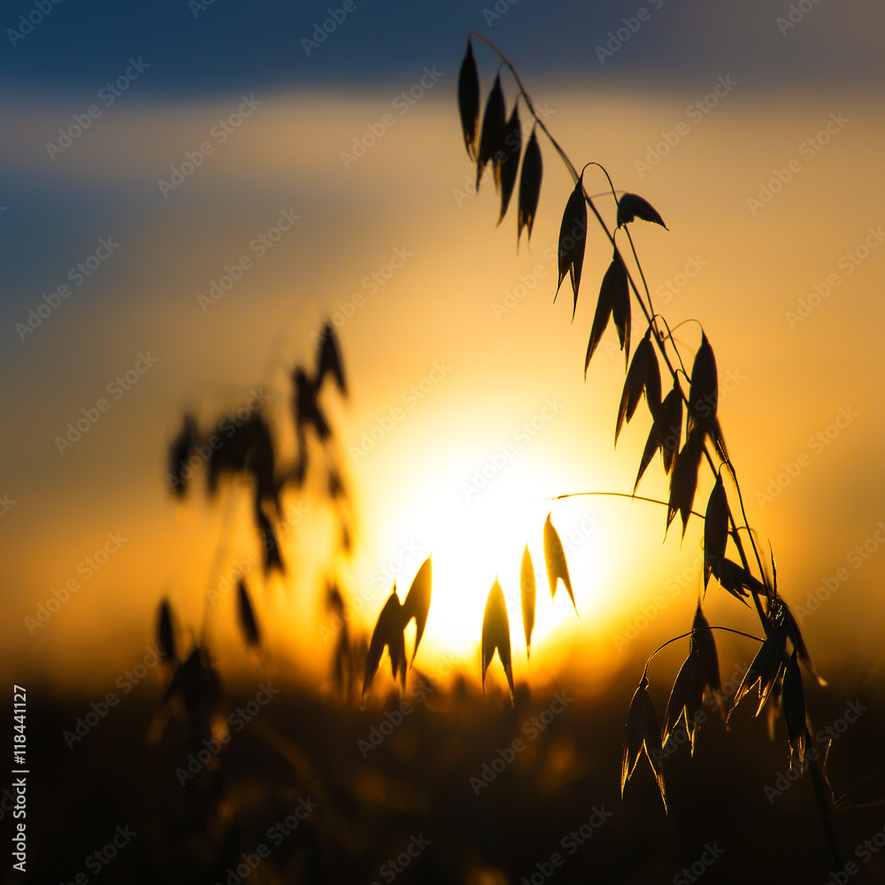 picturesque scene. oats spikelets close up. sundown in backgroun