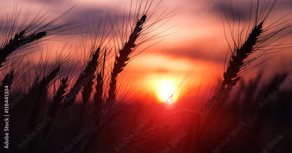 silhouette of wheat on a evening sky background. majestic sunset
